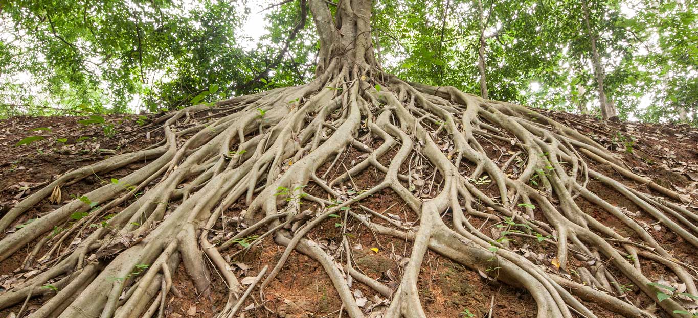 roots